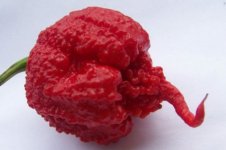 carolina-reaper-chili.jpg