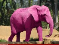 pembe-fil_681142.jpg