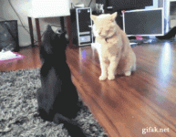 41C52E9C-5D0E-46CA-A696-15355D567AA8.gif