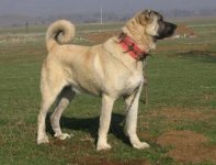 sivas_kangal_kopekleri_dev.jpg