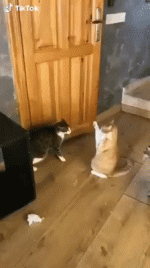 33B7B5BE-BB95-4ECE-AE7F-AA75ADD5D137.gif