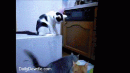 5BCDC914-64E7-4CE5-A635-CB0143D76B76.gif