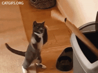8DB10554-2E2D-450C-BB4F-BC6AAD9011E5.gif