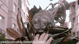 521B021E-44A8-480B-AA9D-E8344ED443D8.gif