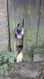 20-16-37-dog-snout-door-animal-hole.jpg