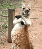 kangaroo-scratch-itch.gif